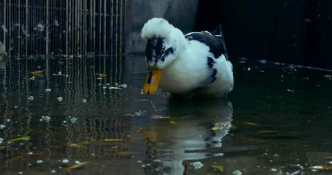 Wild Ducks Stock Footage 99288936