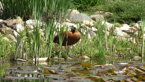 Wild ducks Video stock 111832711