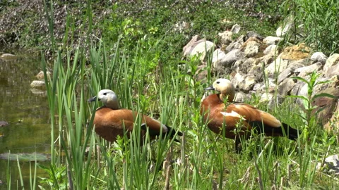 Wild ducks Video stock 111832978