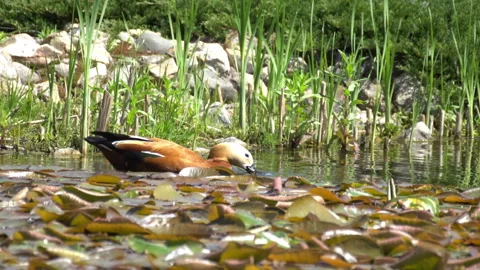 Wild ducks Video stock 111850919