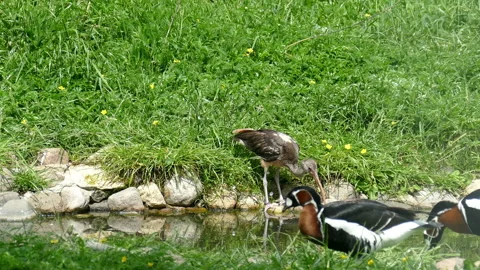 Wild ducks Stock Footage 112014308