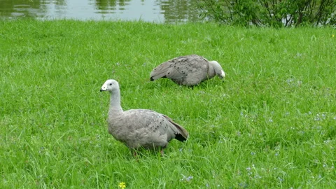 Wild ducks Video stock 113346521