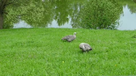 Wild ducks 스톡 동영상 113347527