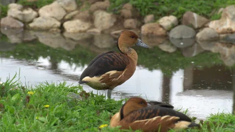 Wild ducks Stock Footage 114289685