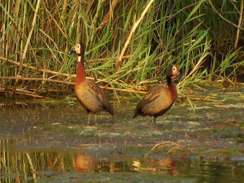 Wild ducks 库存影片 126087300