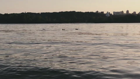 Wild ducks Stock Footage 132360569