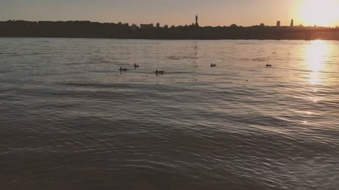 Wild ducks Stock Footage 132360852