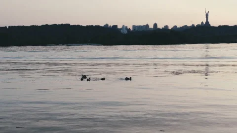 Wild ducks Stock Footage 132361038