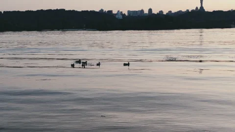 Wild ducks Stock Footage 132361154