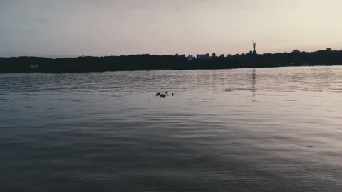 Wild ducks Stock Footage 132361162