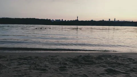 Wild ducks Stock Footage 132361234