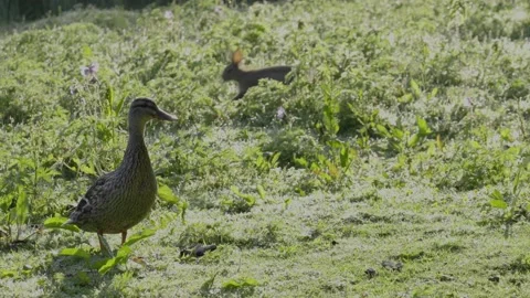 Wild ducks Stock-Footage 133532797