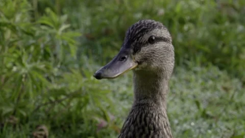 Wild ducks Stock-Footage 133540675