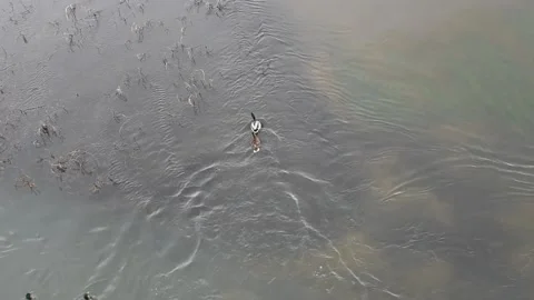 Wild ducks Stock Footage 149818093