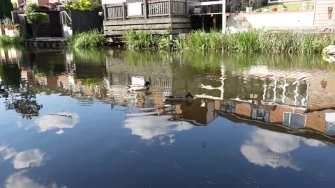 Wild Ducks Stock-Footage 155537706