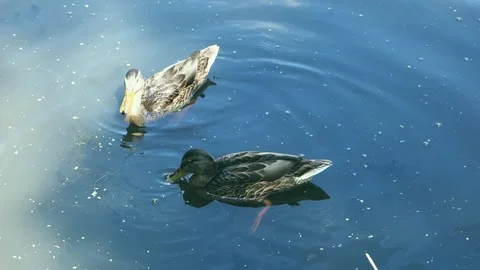 Wild ducks. Stock Footage 157679470