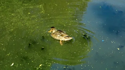 Wild ducks. Stock Footage 157679490