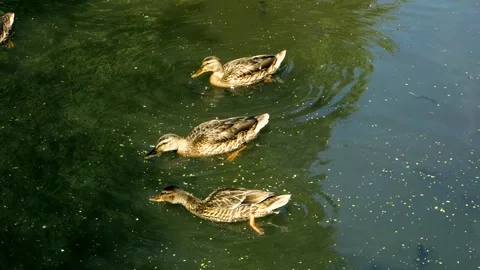 Wild ducks. Stock Footage 157679511