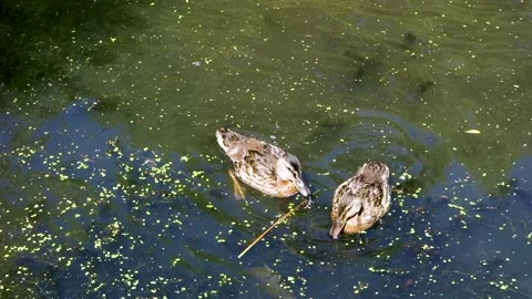 Wild ducks. Stock Footage 157679524