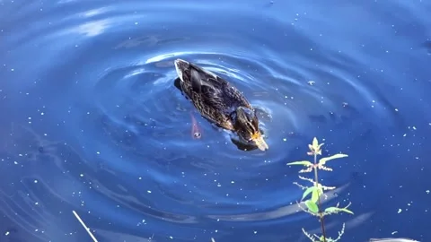 Wild ducks. Stock Footage 157679540