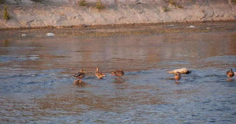 Wild ducks Stock Footage 161910903