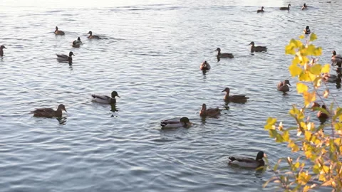Wild ducks. Stock Footage 164684383