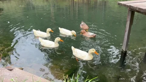 Wild ducks Stock Footage 265019388