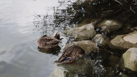 Wild ducks 스톡 동영상 295381797