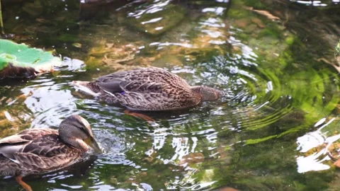 Wild ducks foraging ecological environment in shore water Stock Footage 202241993