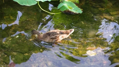 Wild ducks foraging ecological environment in shore water Stock Footage 202242176
