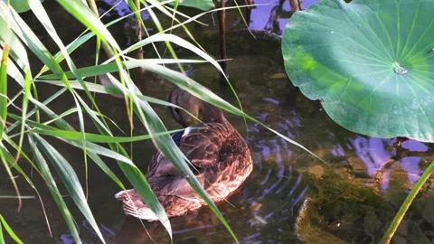 Wild ducks foraging ecological environment in shore water Stock Footage 202242369