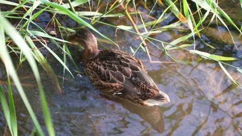 Wild ducks foraging ecological environment in shore water Stock Footage 202242385
