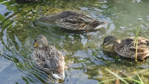 Wild ducks foraging ecological environment in shore water Stock Footage 202243464