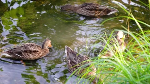 Wild ducks foraging ecological environment in shore water Stock Footage 202243494