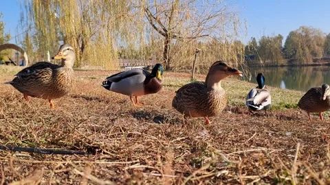 Wild Ducks Foraging by the Water on a Sunny Autumn Day Stock Footage 321609146