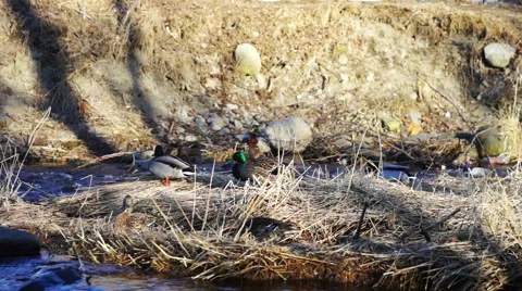 Wild ducks at forest river shore Stock Footage 40701155