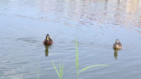 Wild ducks gathering and dispersing in shallow pond water Stock Footage 311964545