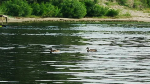 Wild ducks gracefully glide across urban summer lake Stock Footage 266303401