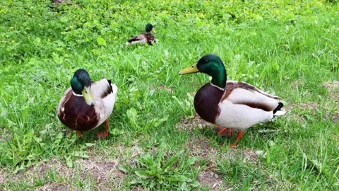 Wild ducks on the grass in the park. 스톡 동영상 241662842