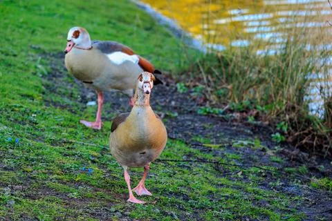 Wild ducks on the grass Stock Photos