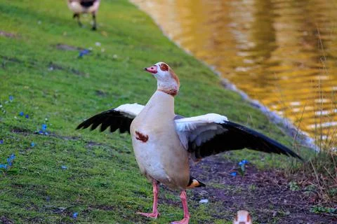 Wild ducks on the grass Foto stock