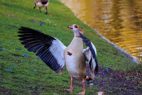 Wild ducks on the grass Stock Photos