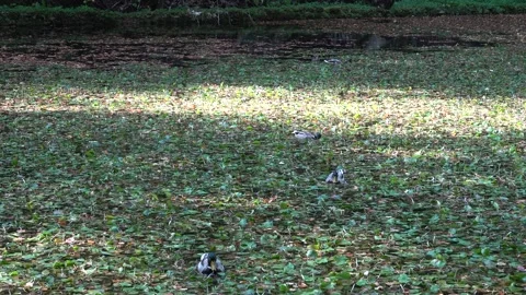 Wild ducks graze on a pond overgrown with dense aquatic vegetation Video stock 332723341