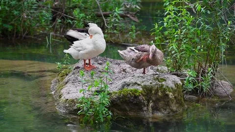 Wild Ducks Grooming Stock Footage 219578209