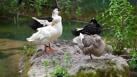 Wild Ducks Grooming Stock Footage 219585172