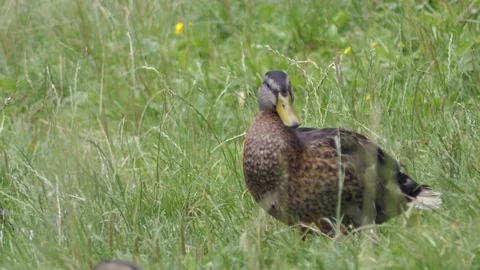 Wild ducks having rest and brush feathers in grass on bank of pond Stock Footage 120654264