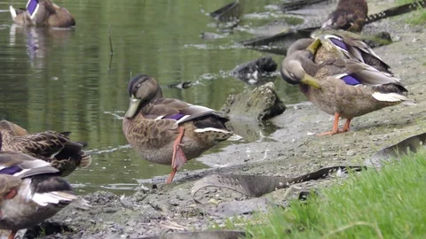 Wild ducks having rest and brush feathers in grass on bank of pond Stock Footage 120654279