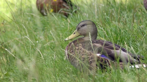 Wild ducks having rest and brush feathers in grass on bank of pond Stock Footage 120654319