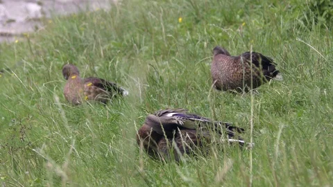 Wild ducks having rest and brush feathers in grass on bank of pond Stock Footage 120654377
