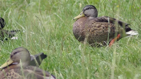 Wild ducks having rest and brush feathers in grass on bank of pond Stock Footage 120654830